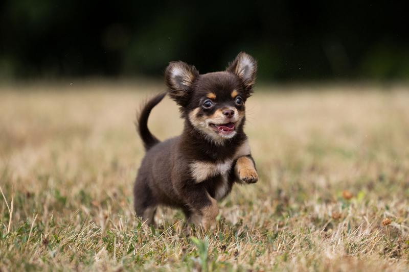 225+ Chihuahua Names That Are as Quirky as They Are Cute LoveToKnow Pets