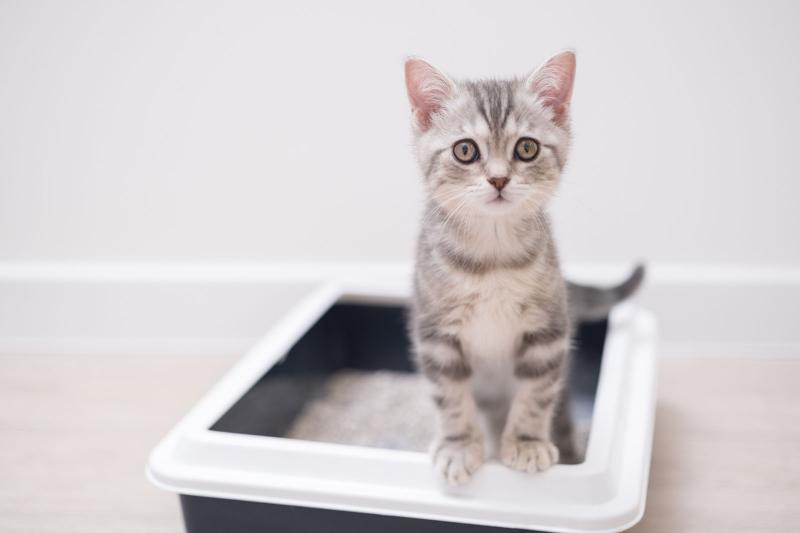 Digging Into Cat Litter Choices 8 Different Types & Tradeoffs LoveToKnow Pets