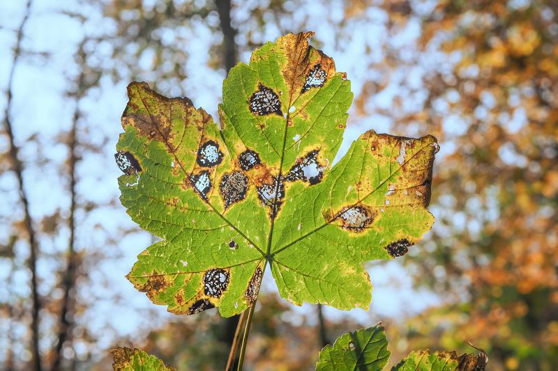 7 Common Maple Tree Diseases & How to Prevent Them | LoveToKnow